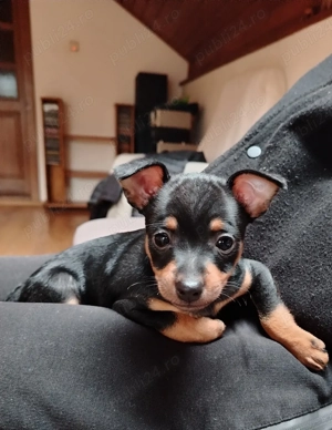 Pinscher Pitic negru cu pete de foc - imagine 3
