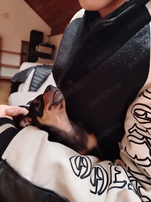 Pinscher Pitic negru cu pete de foc