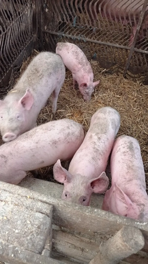 vind purcei.  - imagine 3