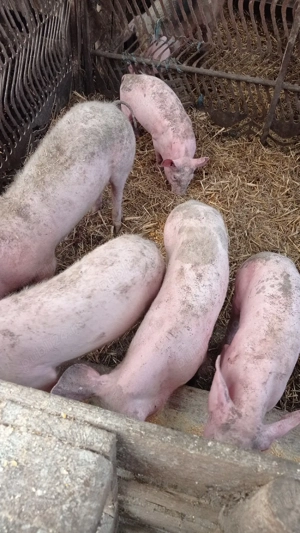 vind purcei.  - imagine 2