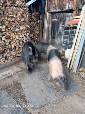 porci de vanzare  - imagine 3