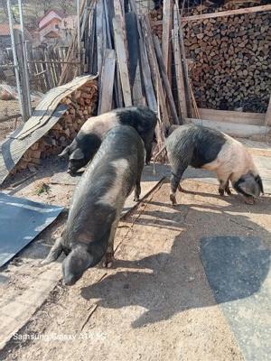 porci de vanzare  - imagine 2