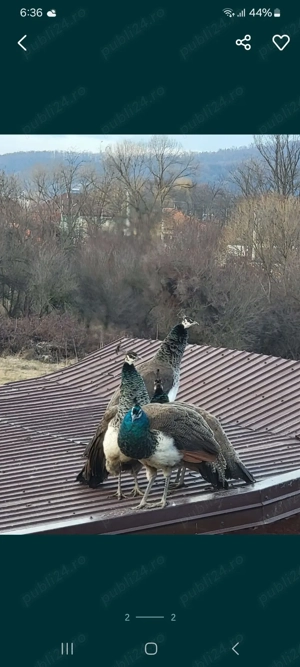 Păun de 1 an Indian Blue