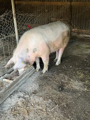 Scroafă de vanzare  - imagine 4