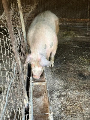 Scroafă de vanzare  - imagine 3