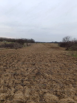 Vânzare teren și casă Grădinari jud Giurgiu - imagine 6