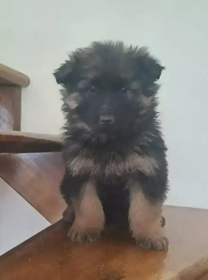 Vand pui ciobanesc german 7 saptamani