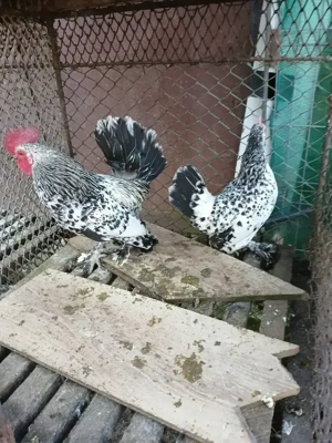 vand pereche gaini mii de flori