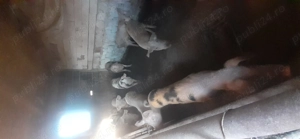 Vând porcii de la 30 kilograme pâna la 160 kg