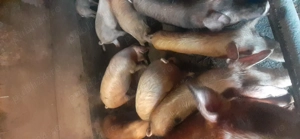 Vând porcii de la 30 kilograme pâna la 160 kg - imagine 3