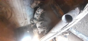 Vând porcii de la 30 kilograme pâna la 160 kg - imagine 2