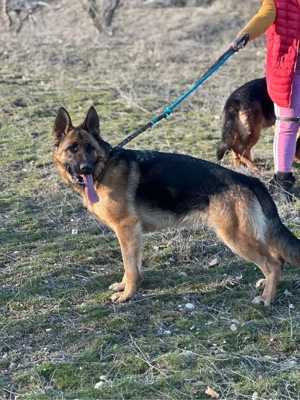 Femela ciobanesc german  - imagine 2