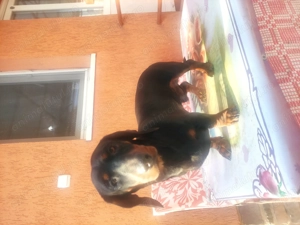 Vând căței tekel - imagine 2