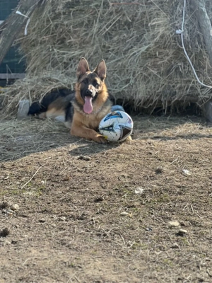 Femela ciobanesc german  - imagine 3