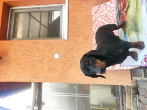 Vând căței tekel - imagine 3