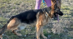 Femela ciobanesc german  - imagine 4