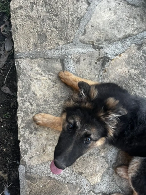 Cățelușă Ciobanesc German pui
