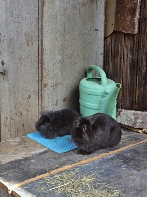 Iepurași cap de leu 