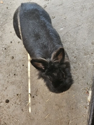 Iepurași cap de leu  - imagine 2