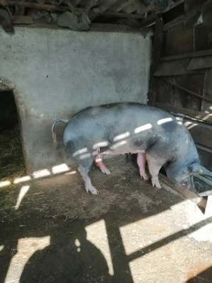 Vând pentru reproducere  - imagine 3