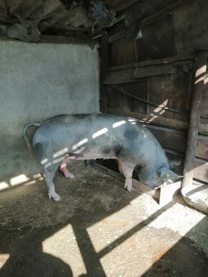 Vând pentru reproducere  - imagine 2