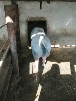 Vând pentru reproducere 