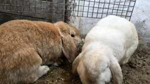 Vand 2 masculi maturi Berbec pitic - imagine 2