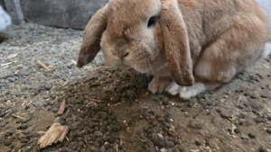 Vand 2 masculi maturi Berbec pitic - imagine 5