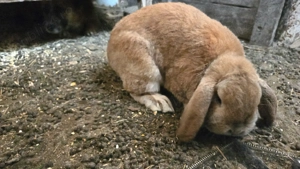 Vand 2 masculi maturi Berbec pitic - imagine 4