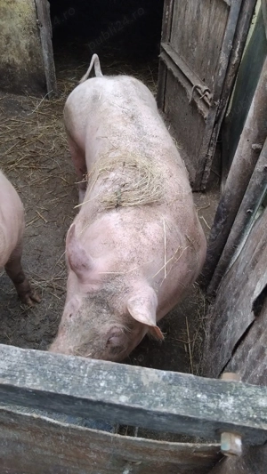 vand porc de rasa 