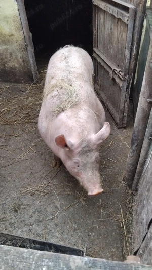 vand porc de rasa  - imagine 2
