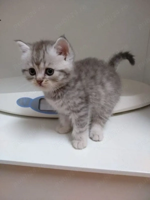 British Silver tabby  - imagine 3