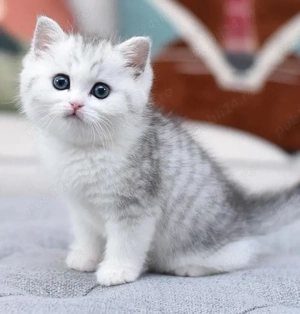 British Silver tabby  - imagine 2