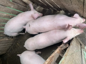 Vând purcei 8 săptămânii  - imagine 4