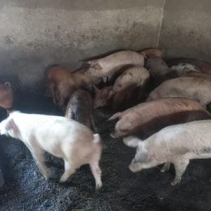 Soldani 50 -60 kg - imagine 4