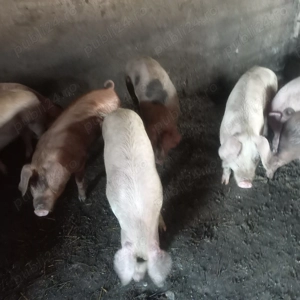 Soldani 50 -60 kg - imagine 3