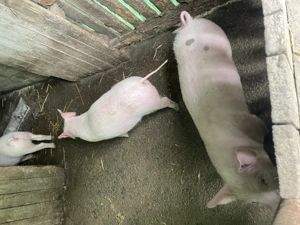 Vând purcei 8 săptămânii  - imagine 2