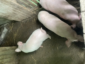 Vând purcei 8 săptămânii  - imagine 3
