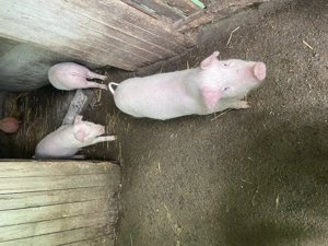 Vând purcei 8 săptămânii 