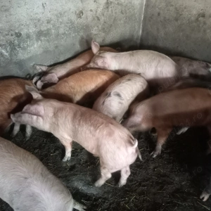 Soldani 50 -60 kg - imagine 2