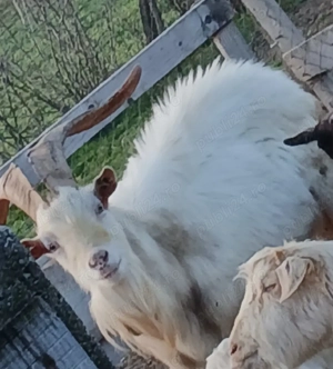 tap sannen rasa pura