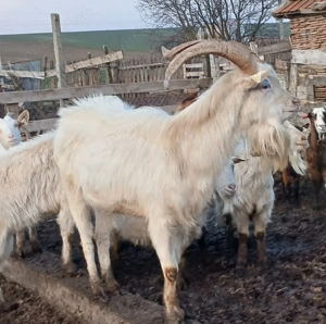 tap sannen rasa pura - imagine 5