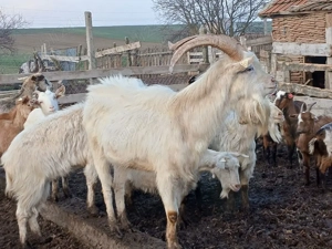 tap sannen rasa pura - imagine 2