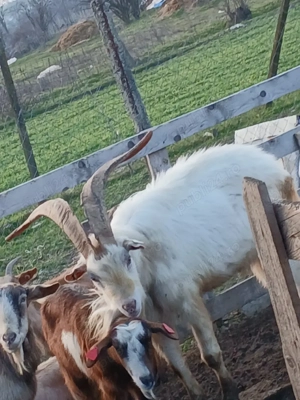 tap sannen rasa pura - imagine 4