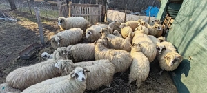 19 oi și 14 miei de vanzare