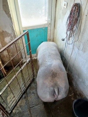 vand scroafa petrain rasa pura!  - imagine 4