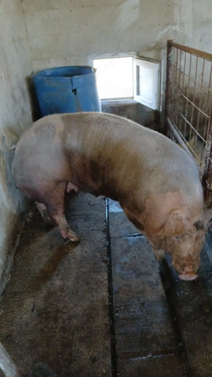 vand scroafa petrain rasa pura!  - imagine 3