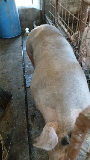 vand scroafa petrain rasa pura!  - imagine 5