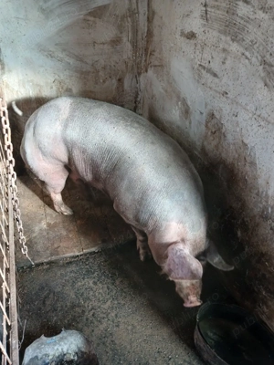 vand scroafa petrain rasa pura!  - imagine 2