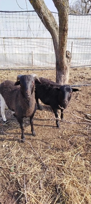 Vind oițe de carne, au sase luni sunt pereche fata și baiat - imagine 5